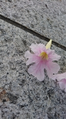 Tabebuia rosea