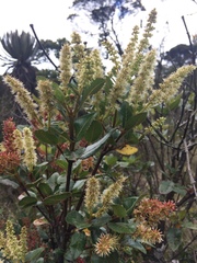 Weinmannia rollottii