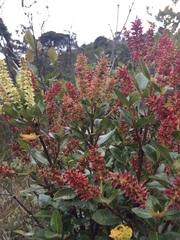 Weinmannia rollottii