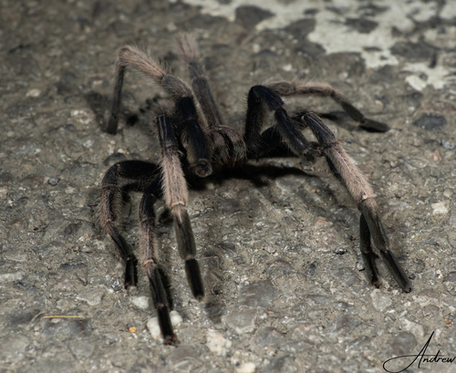 Chilobrachys liboensis
