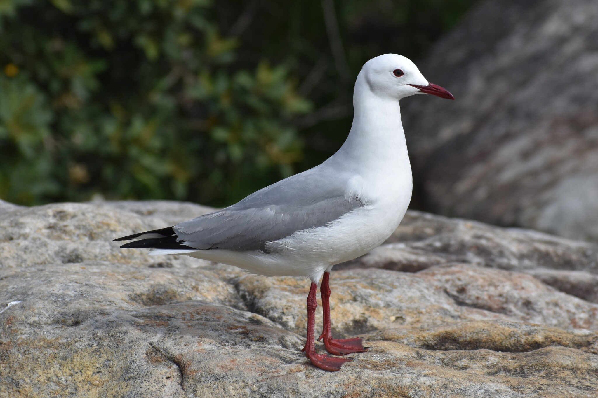 Hartlaub's Gull illustration