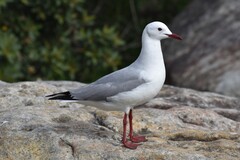 Hartlaub's Gull photo 1