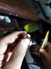 Glischropus tylopus