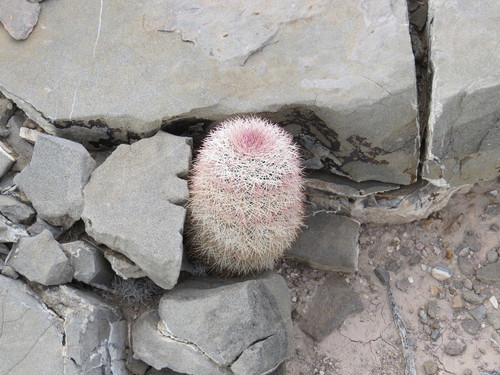 Texas rainbow cactus