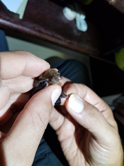 Glischropus tylopus