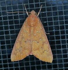 Anomis illita