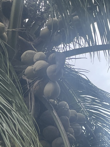 Cocos nucifera