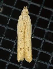 Mesophleps adustipennis