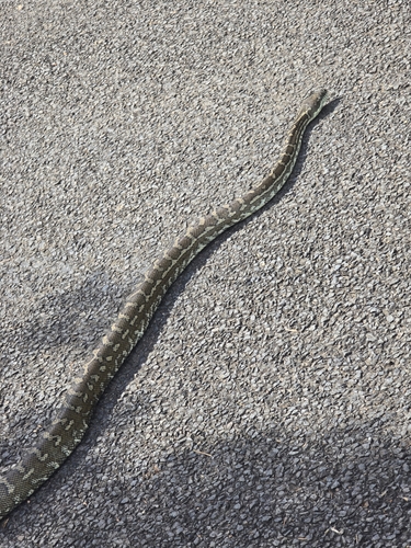 Coastal Carpet Python sighting