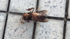 Apis dorsata