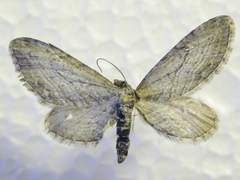 Eupithecia behrensata