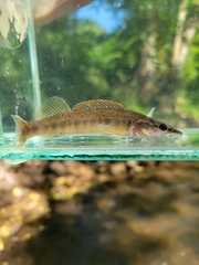 Sharpnose Darter photo 4
