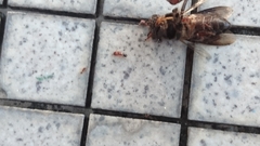 Apis dorsata