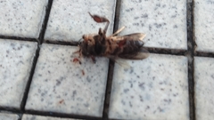 Apis dorsata