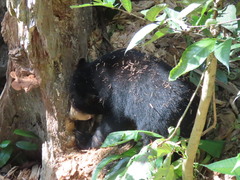 Helarctos malayanus euryspilus