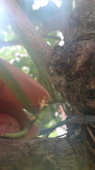 Cleisostoma tenuifolium, photograph (c) Siddarth Machado, some rights reserved (CC BY)