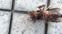 Apis dorsata