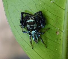Thiania bhamoensis