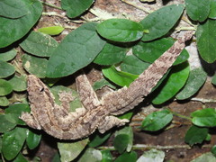 Hemidactylus craspedotus