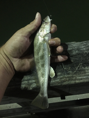 Menticirrhus americanus
