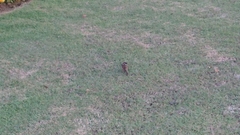 Passer montanus