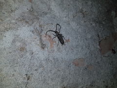 Pleiarthrocerus opacus