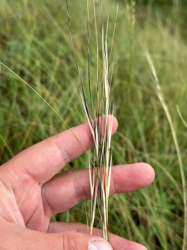 porcupine needlegrass (Hesperostipa spartea)