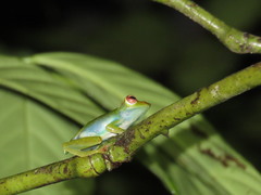 Zhangixalus dulitensis