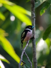 Eurylaimus ochromalus