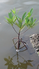 Rhizophora