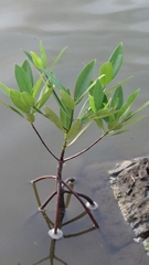 Rhizophora