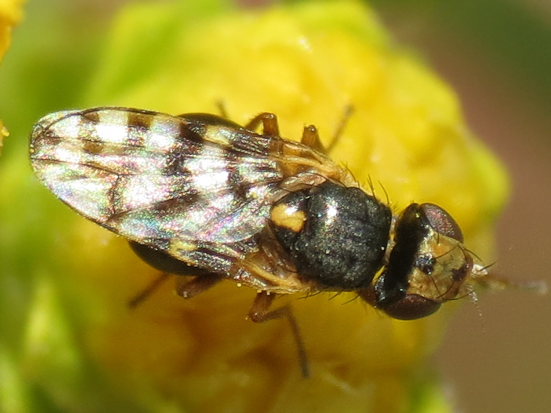 Goedenia
