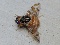 Ceratitis capitata
