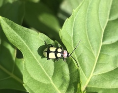 Omophoita octoguttata