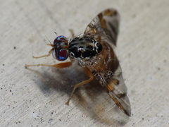 Ceratitis capitata