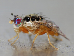 Ceratitis capitata