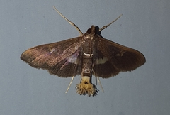 Diaphania lualis