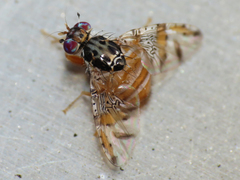 Ceratitis capitata