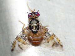 Ceratitis capitata