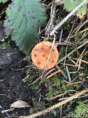 Lactarius luculentus