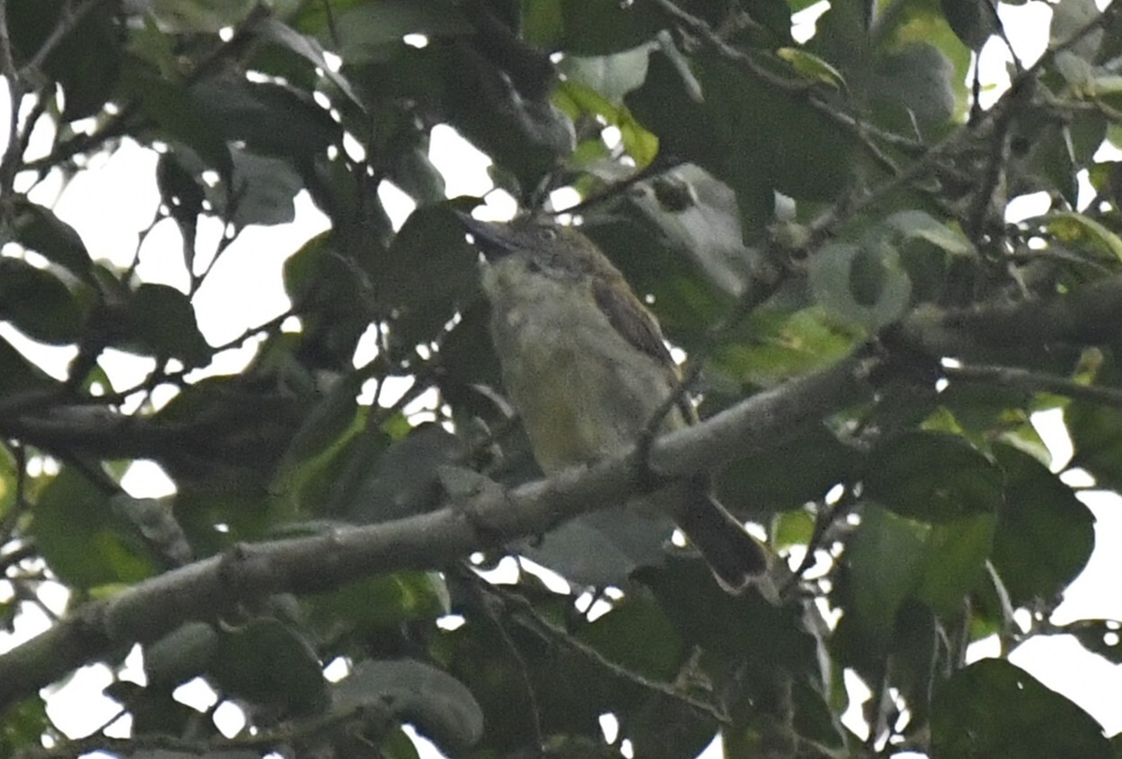 Speckled Tinkerbird (Pogoniulus scolopaceus), photo 4
