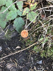 Lactarius luculentus