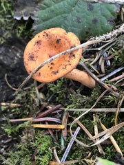 Lactarius luculentus