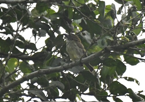 Speckled Tinkerbird (Pogoniulus scolopaceus), photo 6