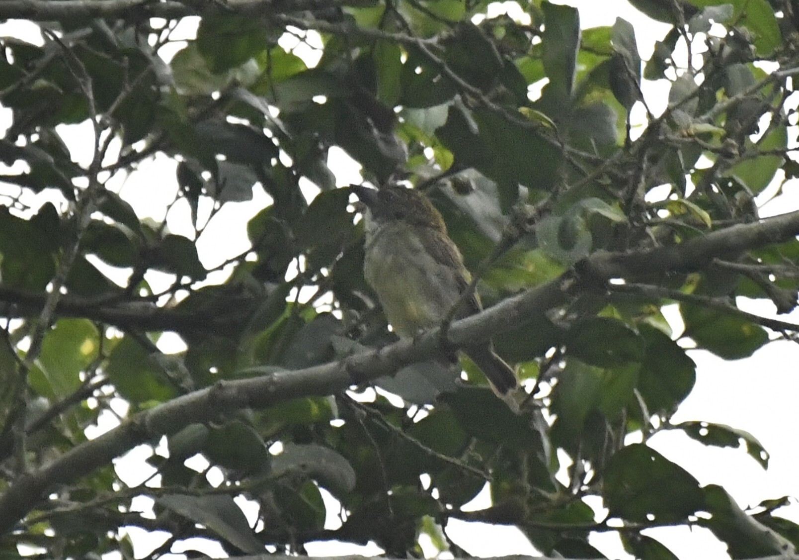 Speckled Tinkerbird (Pogoniulus scolopaceus), photo 5