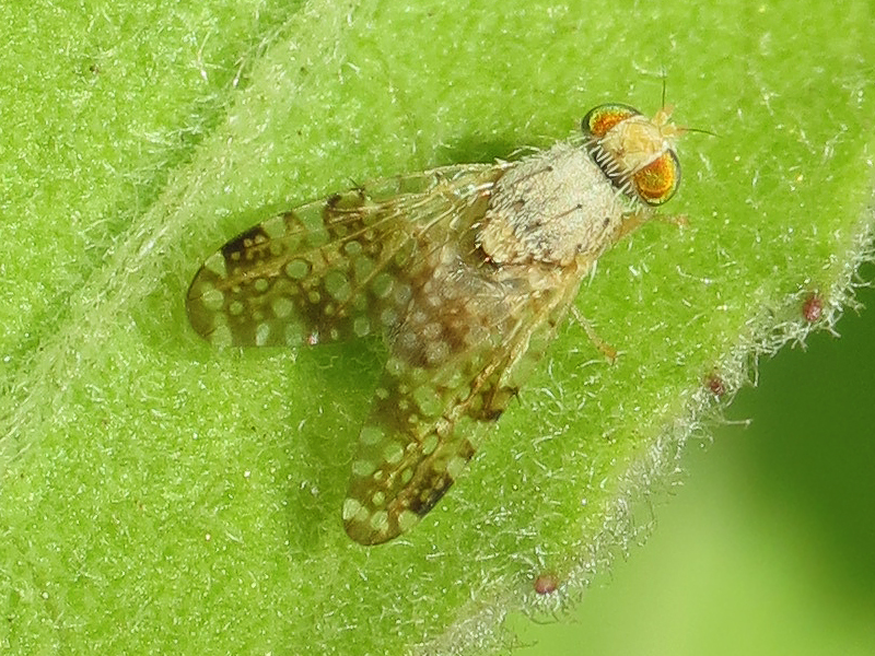 Sourbush Seed Fly from 7550 E Spring St, Long Beach, CA 90815, USA on ...