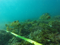 Sphoeroides lobatus