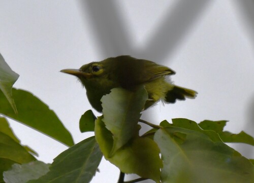 Fraser's Sunbird (Deleornis fraseri), photo 10