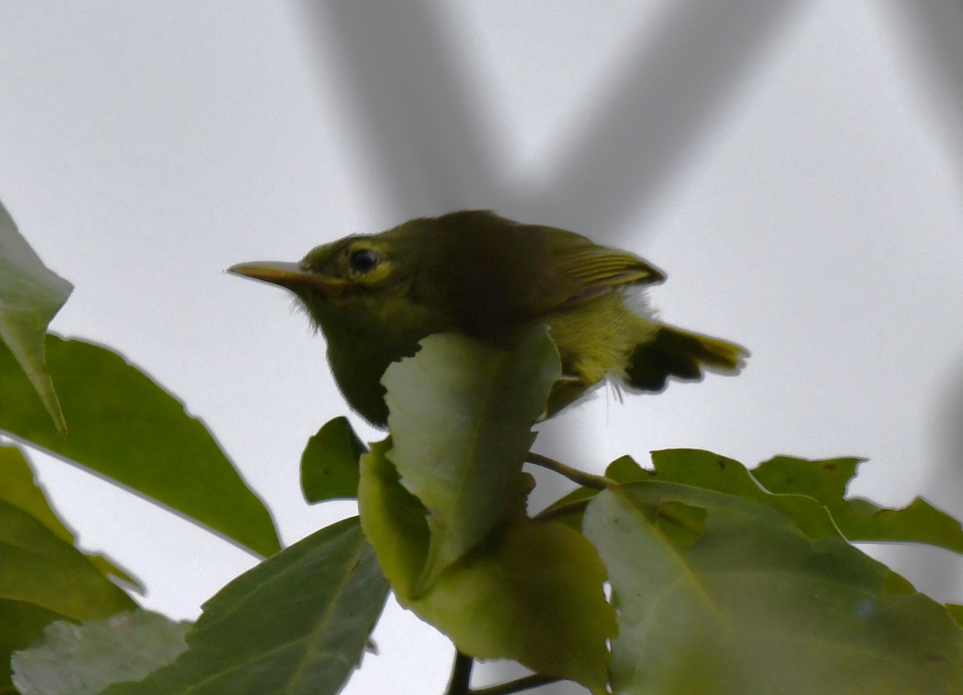 Fraser's Sunbird (Deleornis fraseri), photo 6
