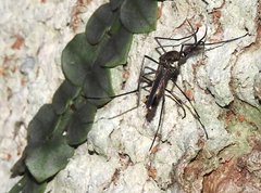 Toxorhynchites splendens